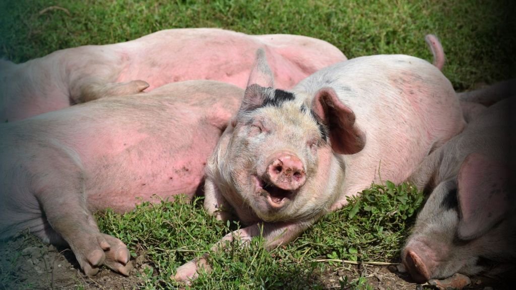 Sheba Mehofer-Schilk, fr?hliche Schweine, vegane B?cher, Blog, vegane Romane